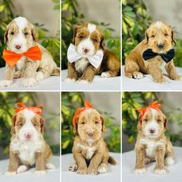 Girl2 - Caramel female Australian Labradoodle puppy in Elk Grove, California from Sacto Labradoodles