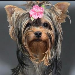 Reece - Yorkshire Terrier