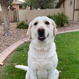 Labrador Retrievers from Liberty's Labradors