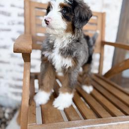 Bernedoodle and Irish Doodle Puppies from Boutique Bernedoodles & Co.