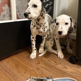 Dalmatian Puppies from Dalmatian Creation