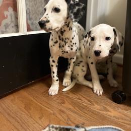 Dalmatian Puppies from Dalmatian Creation