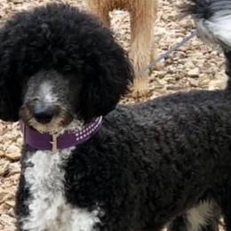 Phoebe - Aussiedoodle