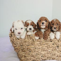 Goldendoodle puppies from K Farm Doodles
