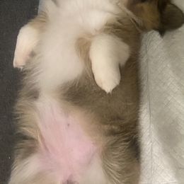 Pembroke Welsh Corgi Puppies from Ok Puppy Korral