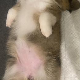 Pembroke Welsh Corgi Puppies from Ok Puppy Korral