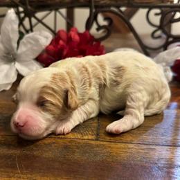 Sleepy - Parti female Goldendoodle puppy in Bradenton, Florida from Christianna’s Mini Goldendoodles
