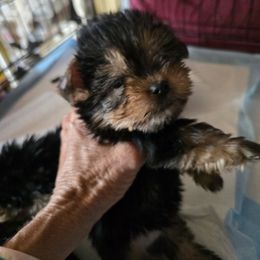 TC2 - Blue and gold male Yorkshire Terrier puppy in Yucca Valley, California from Deborah Punjak's Yorkshire Terriers