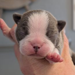 Blue brindle 7 - Blue male Boston Terrier puppy in Oak Hills, California from All American Boston Terriers