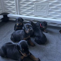 Yellow - Black and rust female Doberman Pinscher puppy in Lynn, Michigan from Creekside Dobermans
