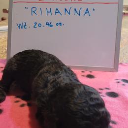 Poodle Puppies from P.I. STANDARD POODLES