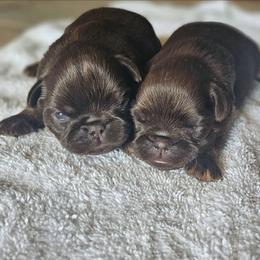 Girl 1 - Brown female Brussels Griffon puppy in Huntsville, Alabama from Tammy's Brussels