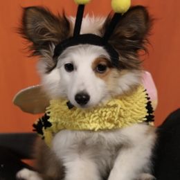 Shetland Sheepdog All Grown Up from Fox Point Farm Toy Shelties
