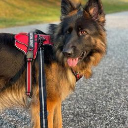 German Shepherd Puppies from Von Hazel Haus German Shepherds