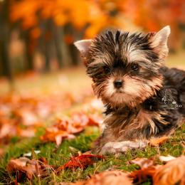 Yorkshire Terrier Puppies from Essence of Grace Yorkies
