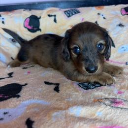 Larry - Dapple male Dachshund puppy in Lake City, Florida from My Ditzy Doxies of Florida