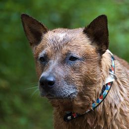 Clay - Australian Cattle Dog