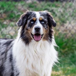 Rowdy - Miniature Australian Shepherd