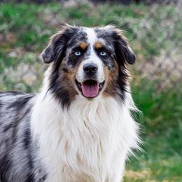Rowdy - Miniature Australian Shepherd