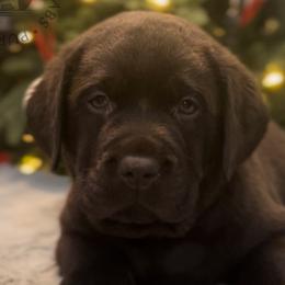 Acorn - Chocolate Labrador Retriever puppy in Camden, Tennessee from Pure Heaven Labs