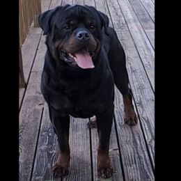 Ferdinand - Rottweiler