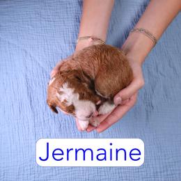 Jermaine - Red  male Goldendoodle puppy in Calhoun, Georgia from Happy Top Doodles