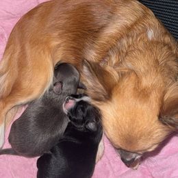 Chihuahua puppies from KB Chihuahuas