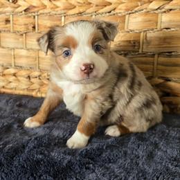 Sugar - Red merle female Miniature Australian Shepherd puppy in Paris, Texas from Blue Envy Mini Aussies