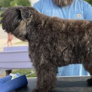 Bouvier des Flandres Puppies from Mathes Bouvier des Flandres