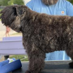 Bouvier des Flandres Puppies from Mathes Bouvier des Flandres