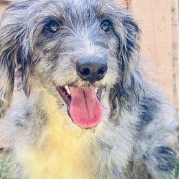 Aussiedoodles, Goldendoodles, and Labradoodles from Loyal Doodles