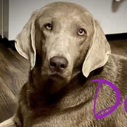 Dolly - Labrador Retriever