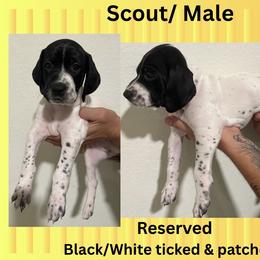 German Shorthaired Pointer Puppies from Lazy K GSP's