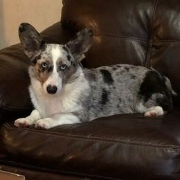 Marleigh - American Corgi