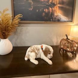 Pumpkin - Lemon and white female English Springer Spaniel puppy in Morrilton, Arkansas from Triple M Farms & Springers