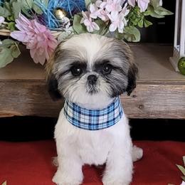 Shih Tzu Puppies from Willow Lane Shih Tzus