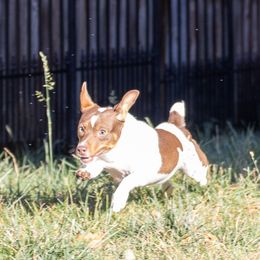 Teddy Roosevelt Terriers from Time Enough at Last (TEAL) Teddy Roosevelt Terriers