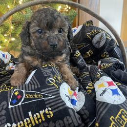 Apple STrudel - Chocolate female Goldendoodle puppy in Cherry Tree, Pennsylvania from Plum Creek Acres Next Generation