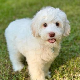 Otto - Caramel ice male Australian Labradoodle puppy in Mount Gilead, North Carolina from Tillery Labradoodles