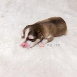 Pomsky Puppies from True North Pomskies