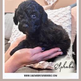Elphaba - Blue female Australian Labradoodle puppy in Eagle Mountain, Utah from Lake Mountain Doodle