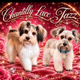 Miniature Schnauzer puppies from Winfree’s Schnauzers