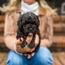 Woodstock - Sable - Black male Poodle puppy in Graham, North Carolina from Cyndi’s Poodles