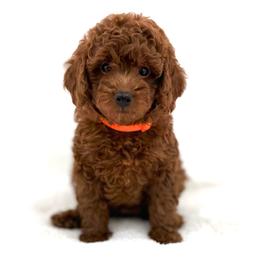 Orange collar - Red  female Goldendoodle puppy in Monrovia, California from Fancy Paws Inc