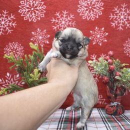 Mary- AKC - Black sabled fawn female Chihuahua puppy in Bulls Gap, Tennessee from Smokey Mountain Chihuahuas