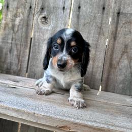 Thunder - Piebald male Dachshund puppy in South Willard, Utah from Doxies in the Sun