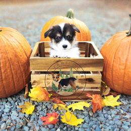 Orca - Black and white female American Corgi puppy in Cameron, North Carolina from Butts Family Corgis