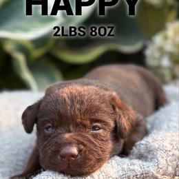 Happy - Chocolate female Dilute Retriever puppy in Puyallup, Washington from 12 Door Farm Labradors
