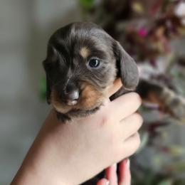 Han- AKC - Gray (blue) and tan male Dachshund puppy in Loganville, Georgia from Royal Dackel Haus