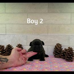 Boy 2 - Brindle male French Bulldog puppy in Astatula, Florida from Reds Frenchies